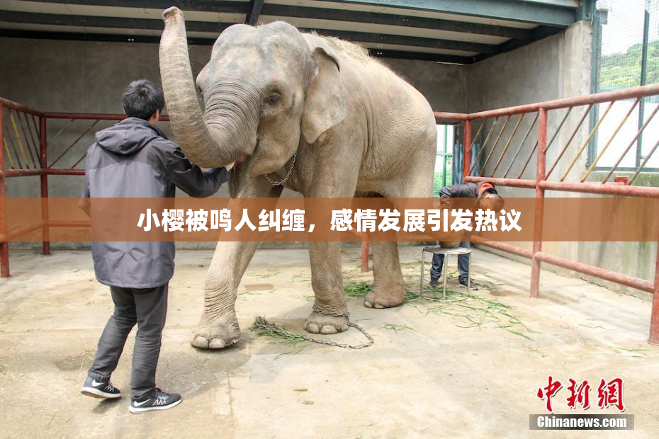 小樱被鸣人纠缠，感情发展引发热议