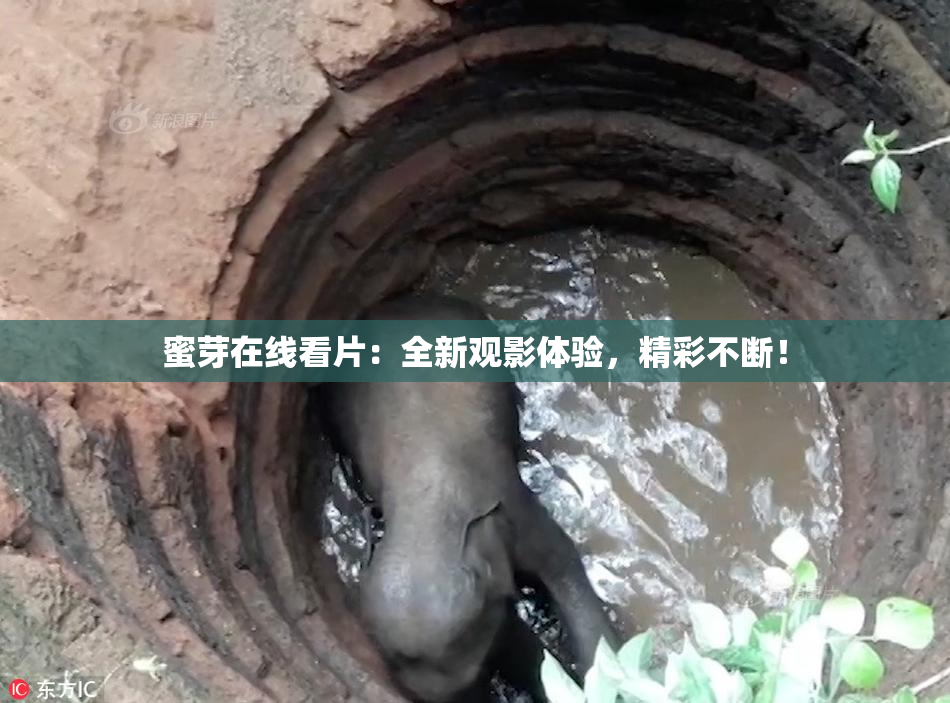 蜜芽在线看片：全新观影体验，精彩不断！