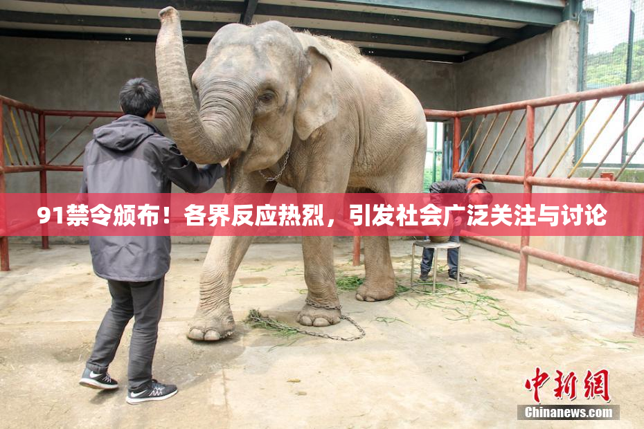 91禁令颁布！各界反应热烈，引发社会广泛关注与讨论