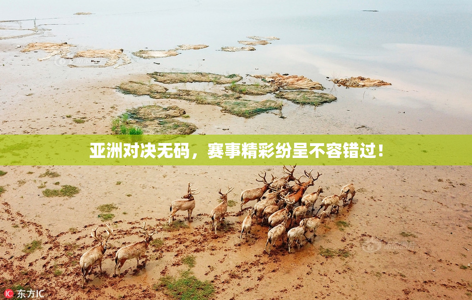 亚洲对决无码，赛事精彩纷呈不容错过！