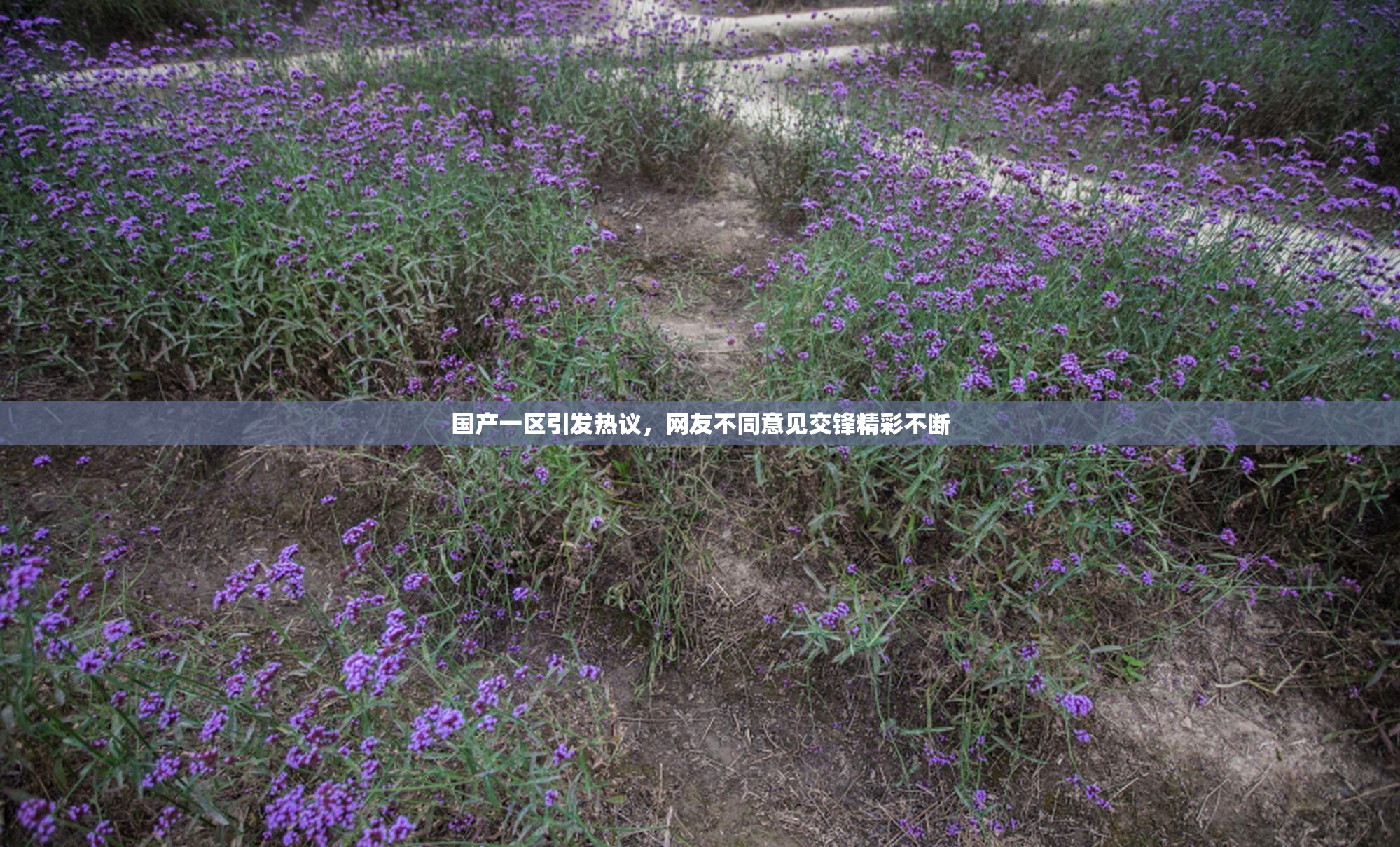 国产一区引发热议，网友不同意见交锋精彩不断