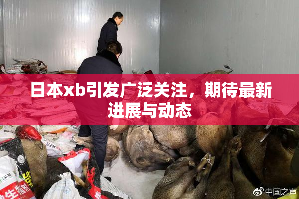 日本xb引发广泛关注，期待最新进展与动态