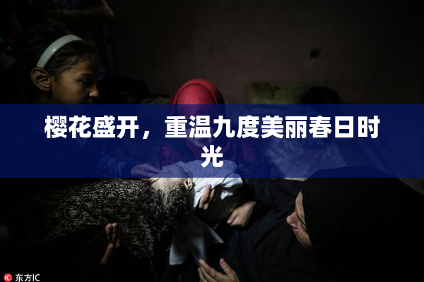樱花盛开，重温九度美丽春日时光