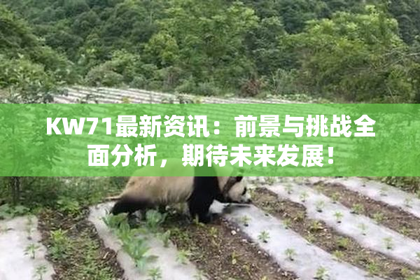 KW71最新资讯：前景与挑战全面分析，期待未来发展！