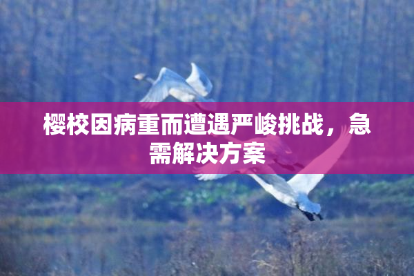 樱校因病重而遭遇严峻挑战，急需解决方案