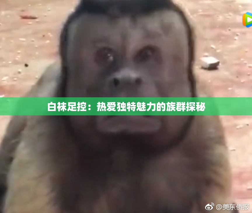 白袜足控：热爱独特魅力的族群探秘