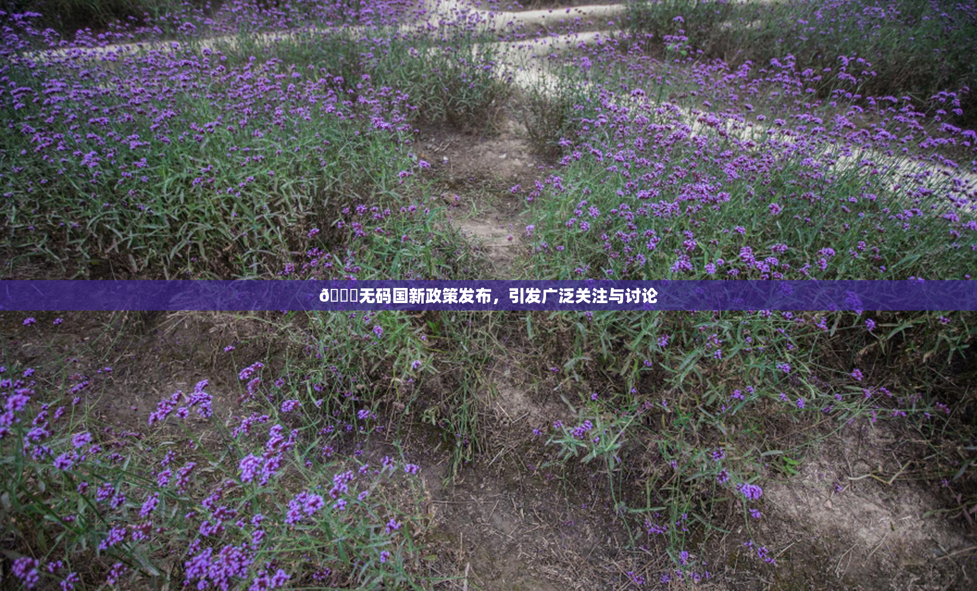 🔞无码国新政策发布，引发广泛关注与讨论