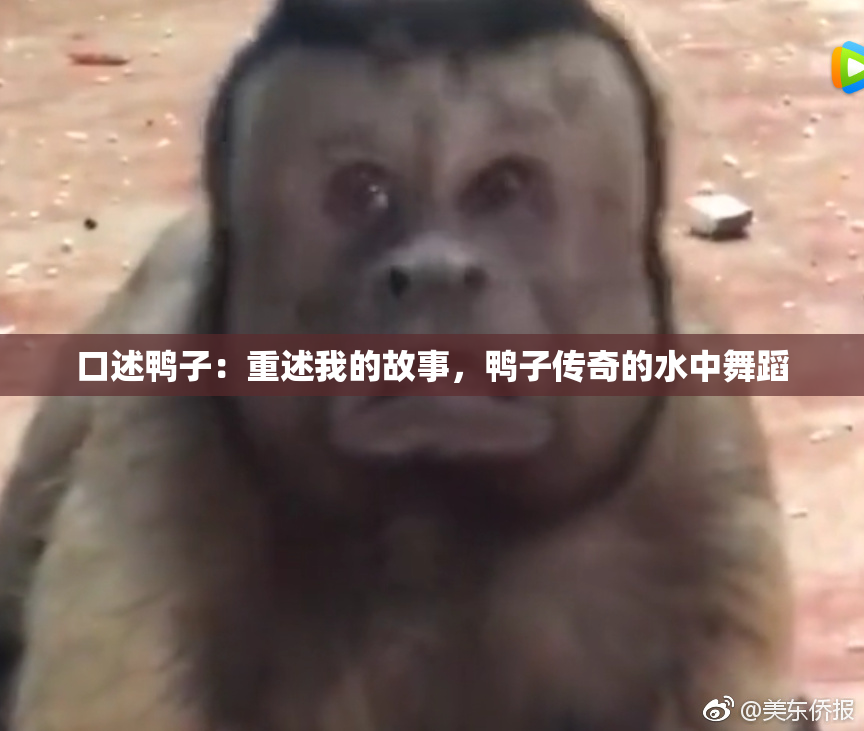口述鸭子：重述我的故事，鸭子传奇的水中舞蹈