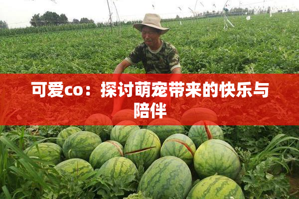 可爱co：探讨萌宠带来的快乐与陪伴