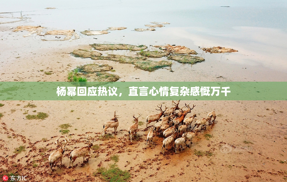 杨幂回应热议，直言心情复杂感慨万千