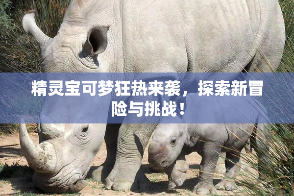 精灵宝可梦狂热来袭，探索新冒险与挑战！