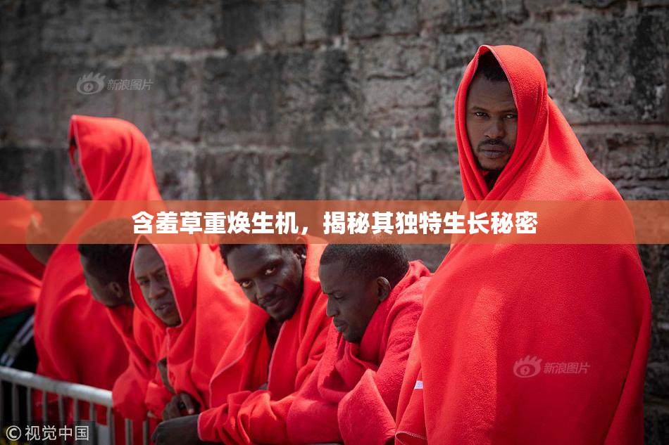 含羞草重焕生机，揭秘其独特生长秘密