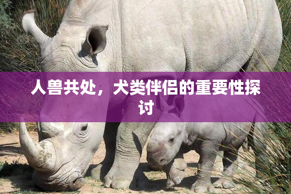 人兽共处，犬类伴侣的重要性探讨