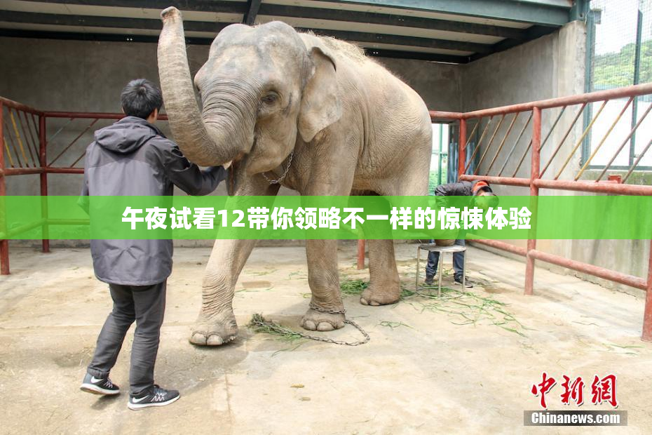 午夜试看12带你领略不一样的惊悚体验
