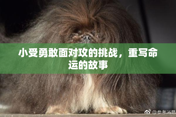 小受勇敢面对攻的挑战，重写命运的故事