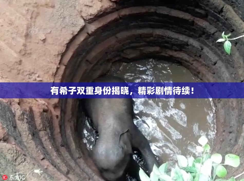 有希子双重身份揭晓，精彩剧情待续！