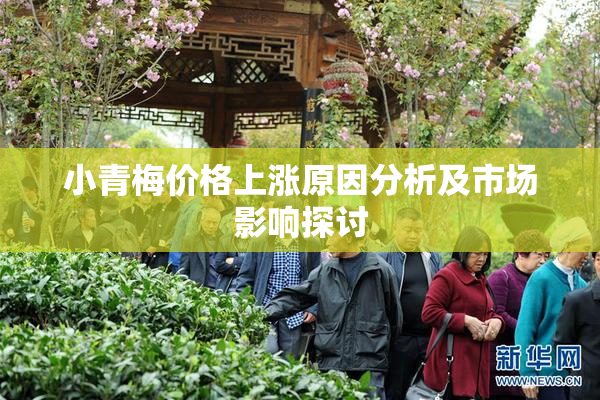 小青梅价格上涨原因分析及市场影响探讨