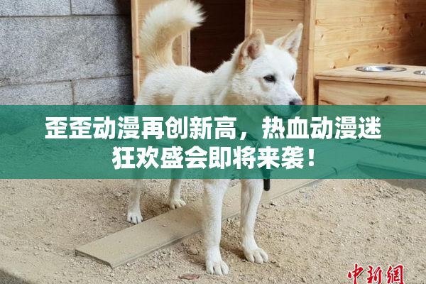 歪歪动漫再创新高，热血动漫迷狂欢盛会即将来袭！