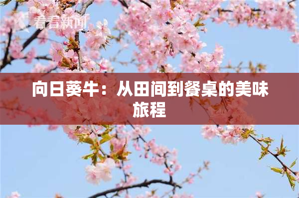 向日葵牛：从田间到餐桌的美味旅程