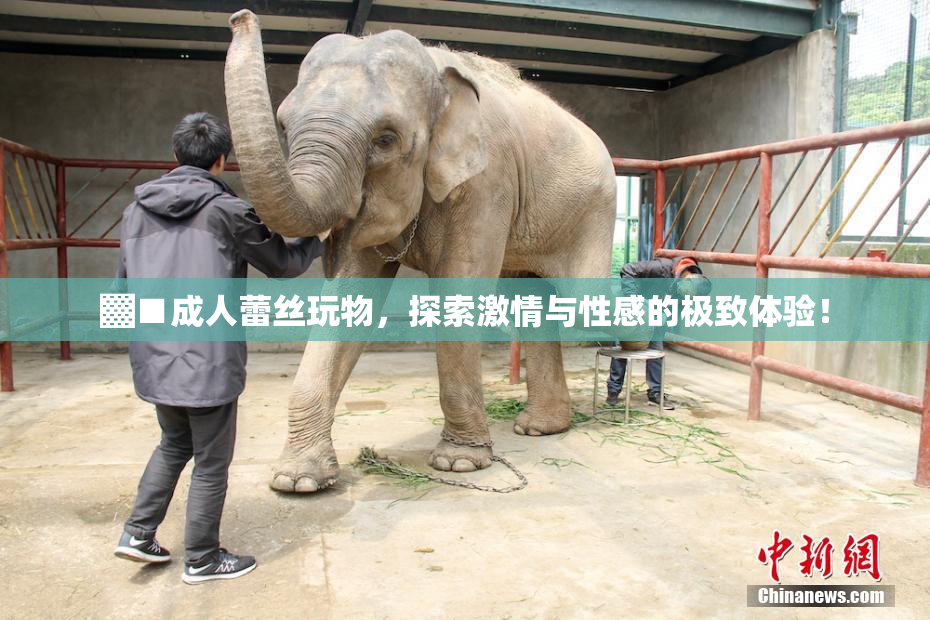 ▓■成人蕾丝玩物，探索激情与性感的极致体验！