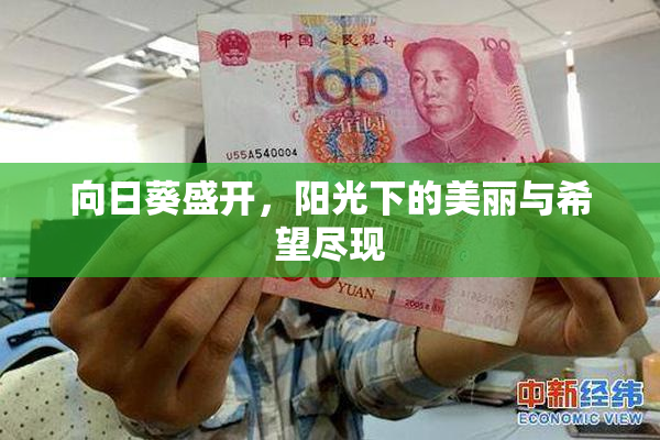 向日葵盛开，阳光下的美丽与希望尽现