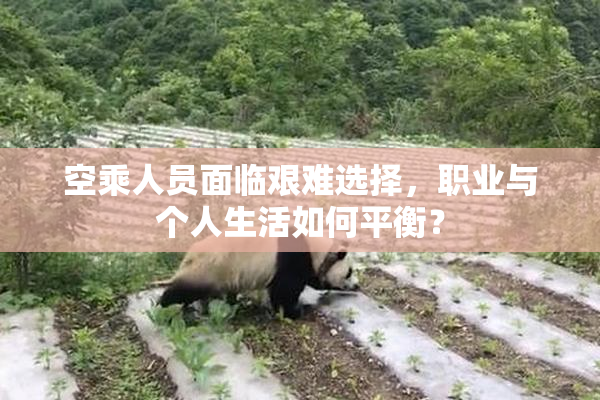 空乘人员面临艰难选择，职业与个人生活如何平衡？