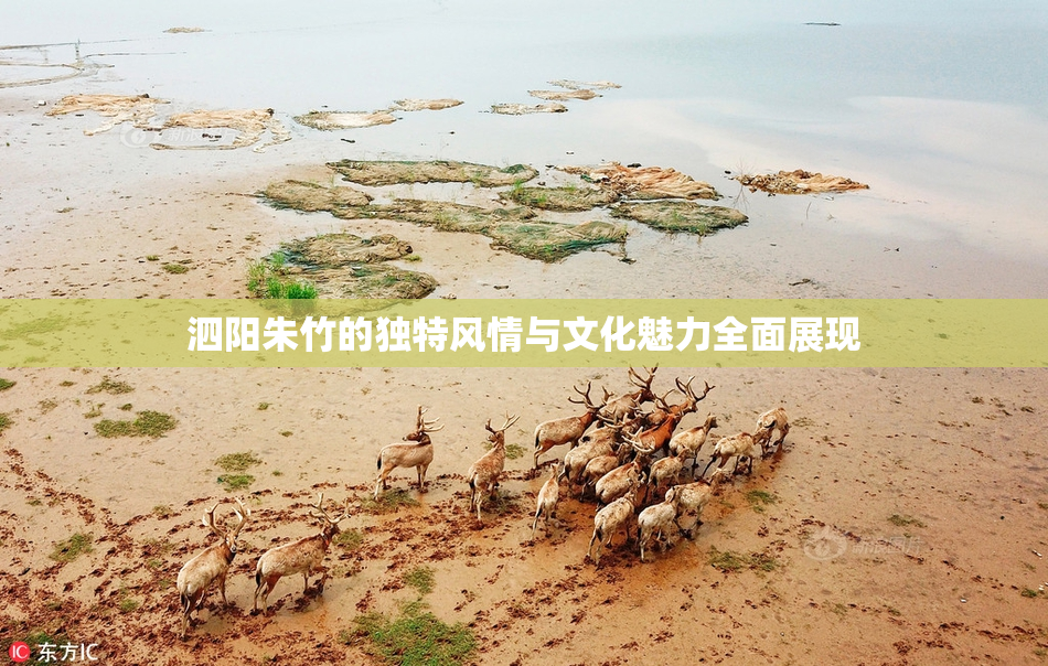 泗阳朱竹的独特风情与文化魅力全面展现