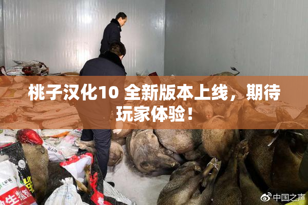 桃子汉化10 全新版本上线，期待玩家体验！