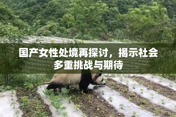 国产女性处境再探讨，揭示社会多重挑战与期待