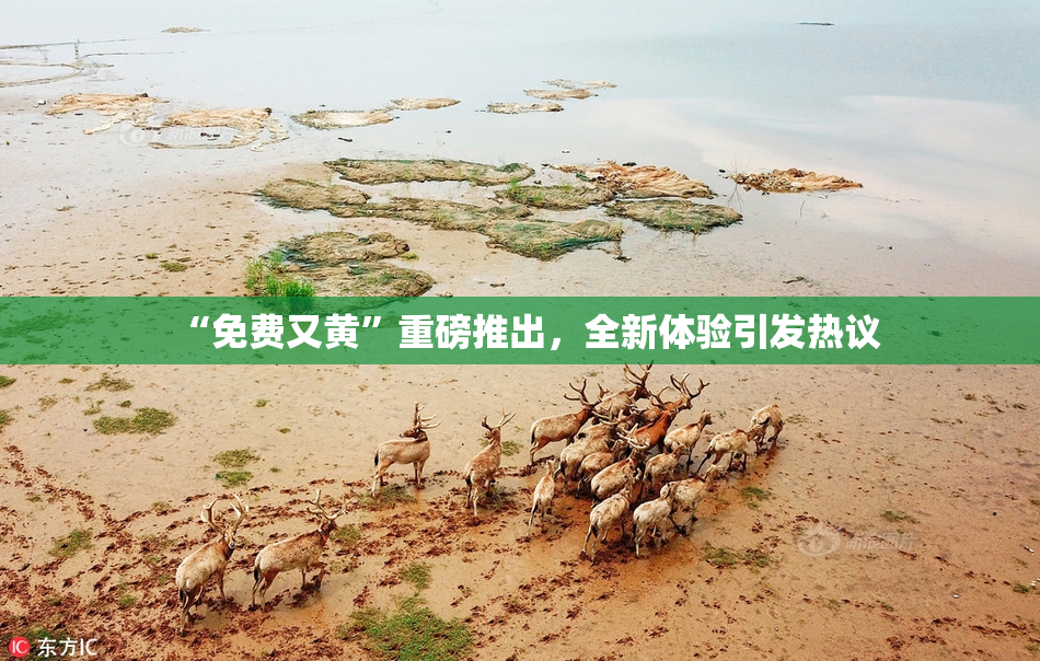 “免费又黄”重磅推出，全新体验引发热议