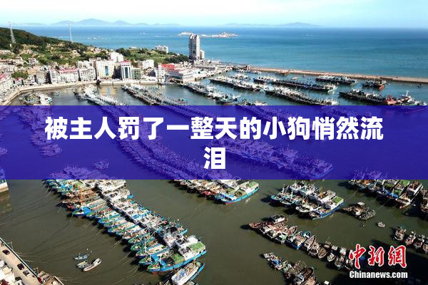 被主人罚了一整天的小狗悄然流泪
