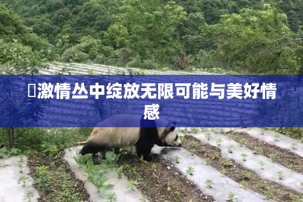 巜激情丛中绽放无限可能与美好情感