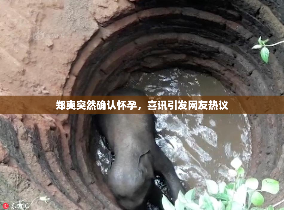 郑爽突然确认怀孕，喜讯引发网友热议