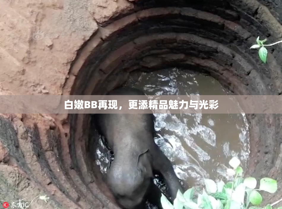 白嫩BB再现，更添精品魅力与光彩