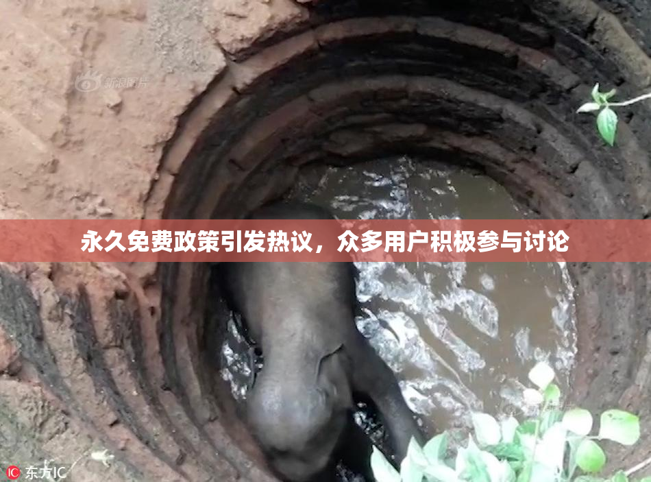 永久免费政策引发热议，众多用户积极参与讨论