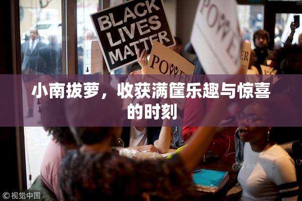 小南拔萝，收获满筐乐趣与惊喜的时刻