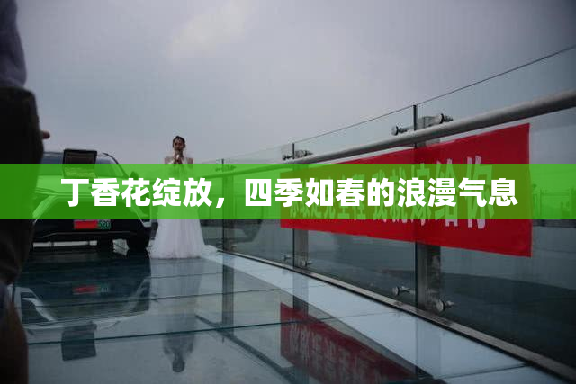 丁香花绽放，四季如春的浪漫气息