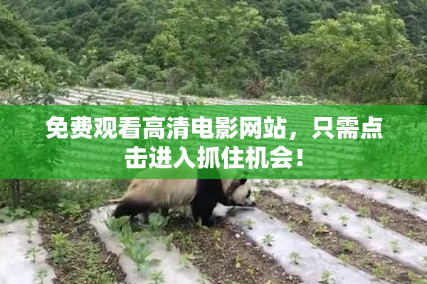 免费观看高清电影网站，只需点击进入抓住机会！
