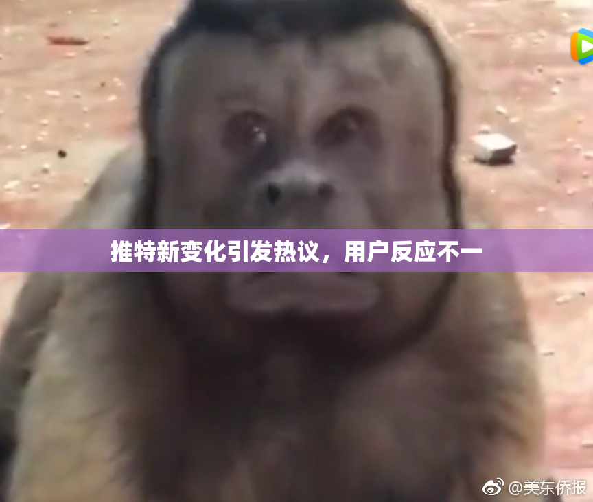 推特新变化引发热议，用户反应不一