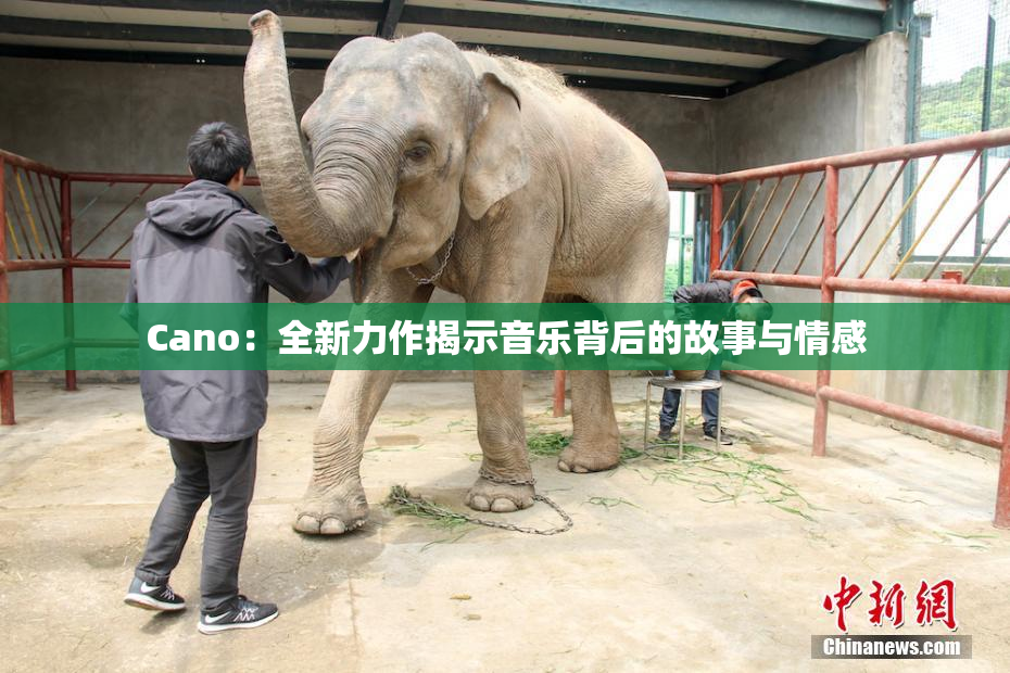 Cano：全新力作揭示音乐背后的故事与情感