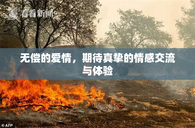 无偿的爱情，期待真挚的情感交流与体验