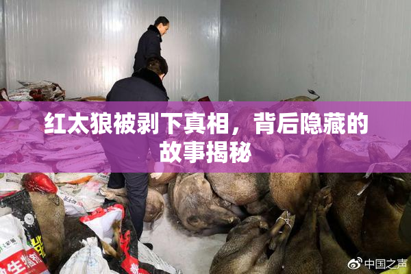 红太狼被剥下真相，背后隐藏的故事揭秘
