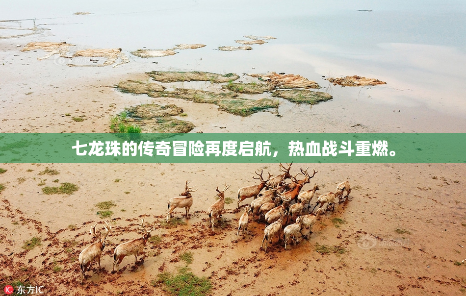 七龙珠的传奇冒险再度启航，热血战斗重燃。