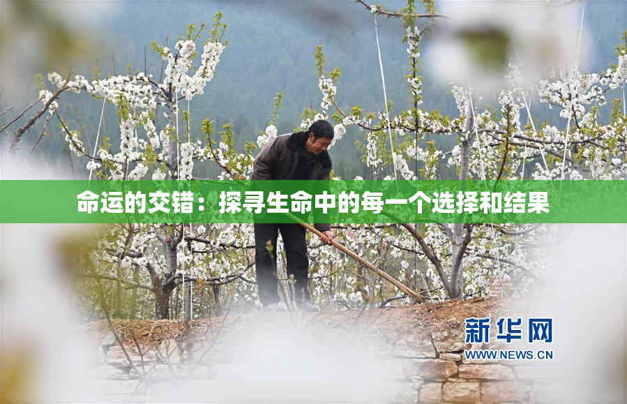 命运的交错：探寻生命中的每一个选择和结果