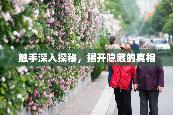 触手深入探秘，揭开隐藏的真相