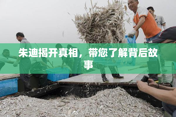 朱迪揭开真相，带您了解背后故事