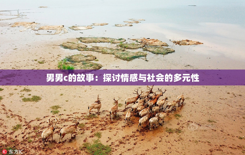 男男c的故事：探讨情感与社会的多元性