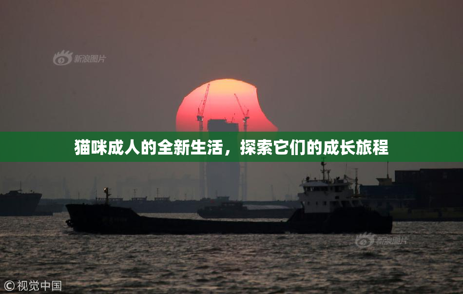 猫咪成人的全新生活，探索它们的成长旅程