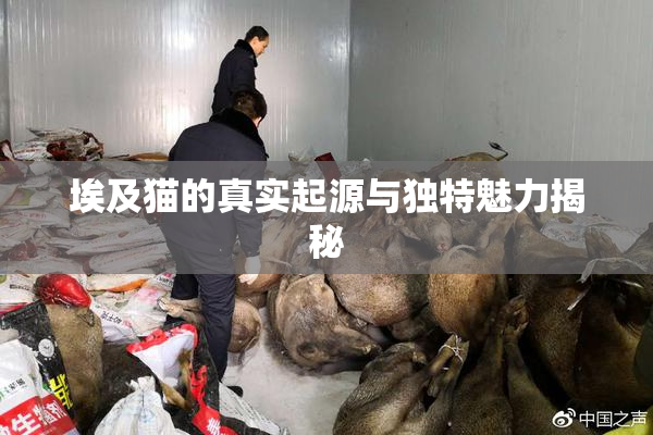埃及猫的真实起源与独特魅力揭秘