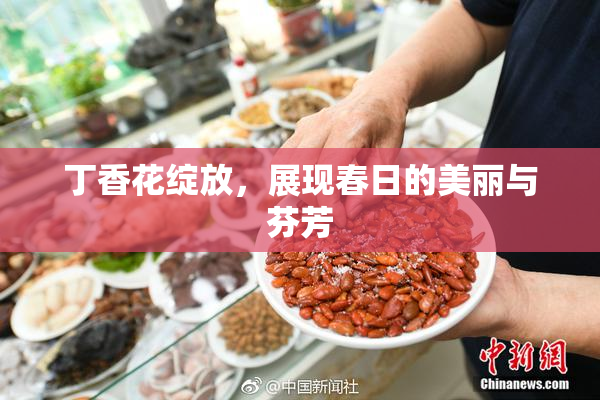 丁香花绽放，展现春日的美丽与芬芳